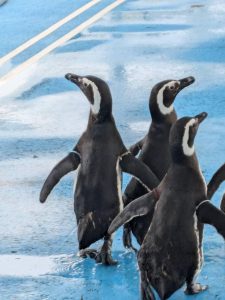 のとじま水族館 帰ってきたペンギン